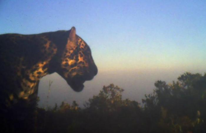 لأول مرة منذ 10 سنوات.. رصد نوع نادر من نمور اليغور في هندوراس