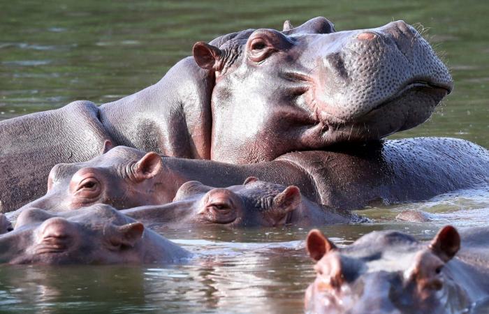 لحظة اضطرار طاقم CNN للفرار من أفراس النهر التابعة لبابلو إسكوبار