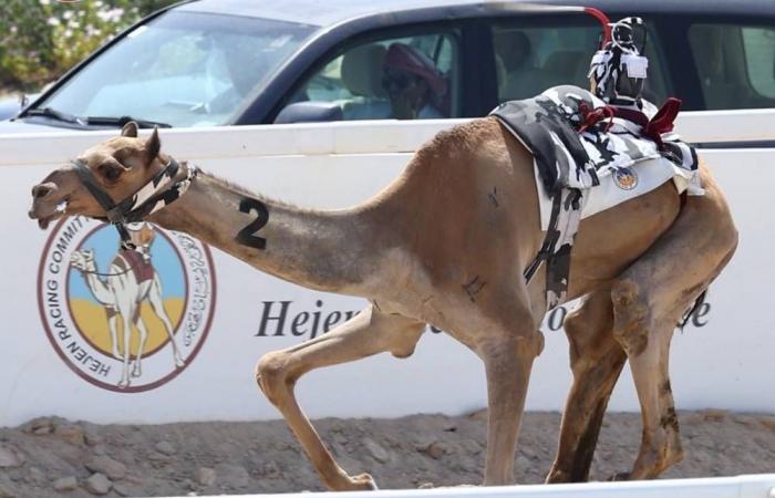 انطلاقة قوية لمهرجان الأمير للهجن