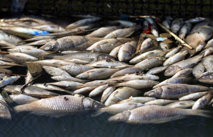 نفوق
      مئات
      الأطنان
      من
      الأسماك
      في
      العراق
      بسبب
      تلوث
      المياه