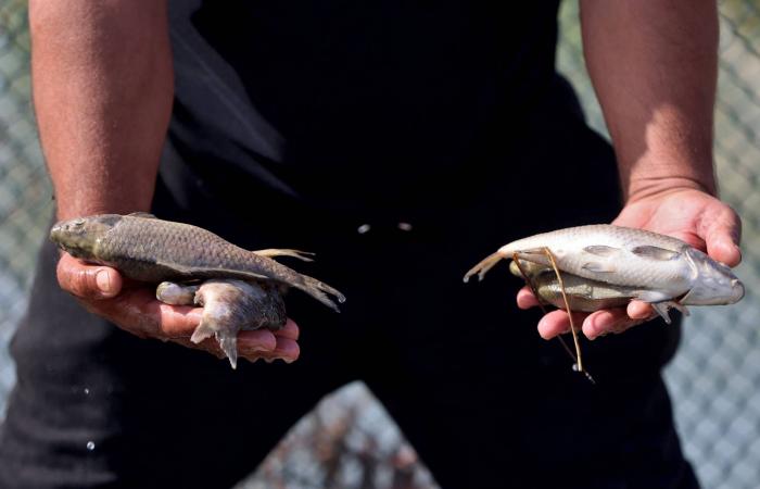 نفوق
      مئات
      الأطنان
      من
      الأسماك
      في
      العراق
      بسبب
      تلوث
      المياه