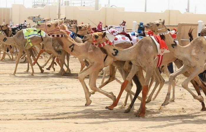 منافسات قوية للحقايق في ثاني أيام مهرجان سمو الأمير المفدى للهجن