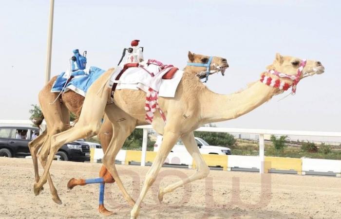 أجواء حماسية في مهرجان سمو الأمير للهجن