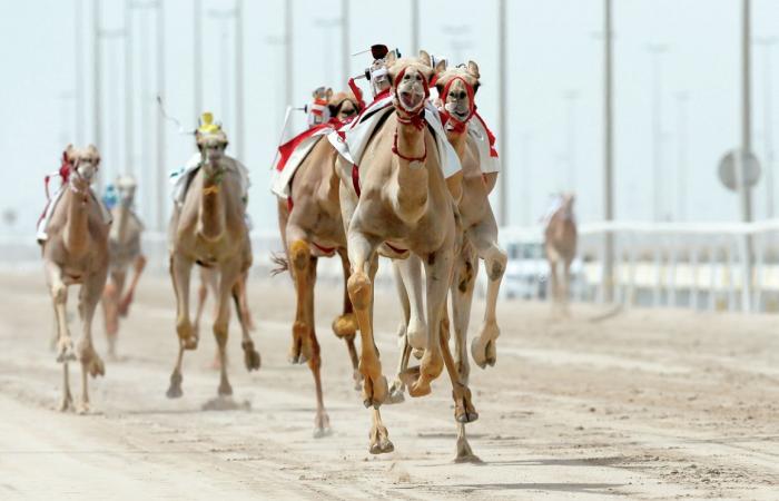 مهرجان سمو الأمير للهجن| إثارة كبيرة بمنافسات أشواط الحقايق العامة