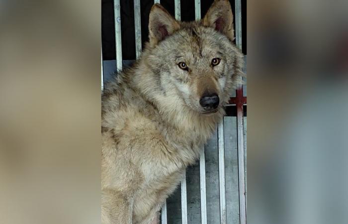 أثار الرعب في البداية.. شاهد كيف تمكن هذا الذئب من الهروب من حديقة حيوانات بكوريا الجنوبية