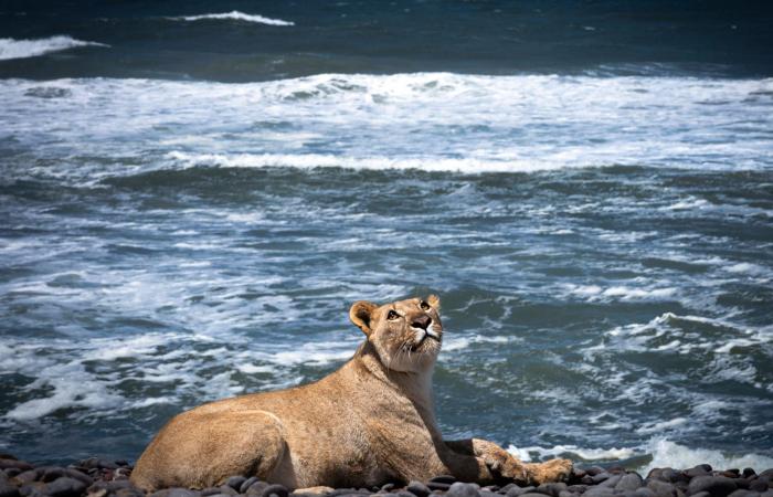 مصورة توثق أسودًا تعيش على شواطئ البحر بدلًا من الغابات من أجل للبقاء