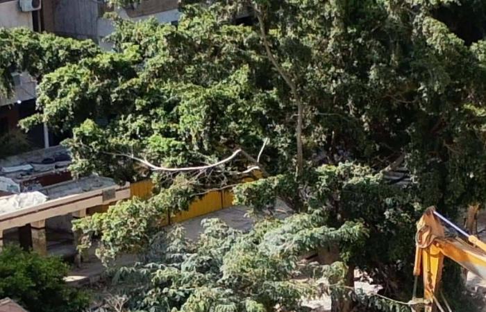 تطوير
      أم
      تجريف...
      ماذا
      يحدث
      في
      مسار
      «ترام
      الإسكندرية»؟