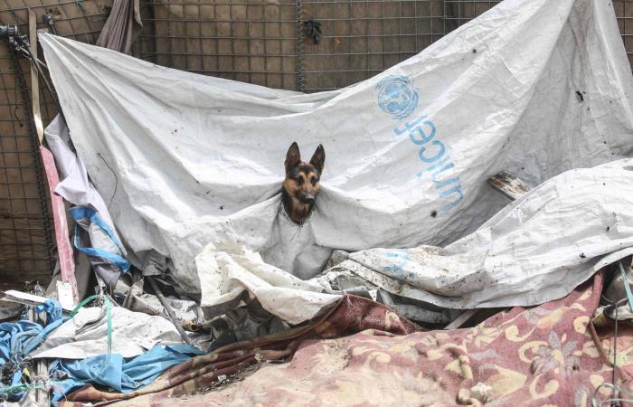 ماكرون:
      فرنسا
      ملتزمة
      بدعم
      وقف
      النار
      في
      لبنان