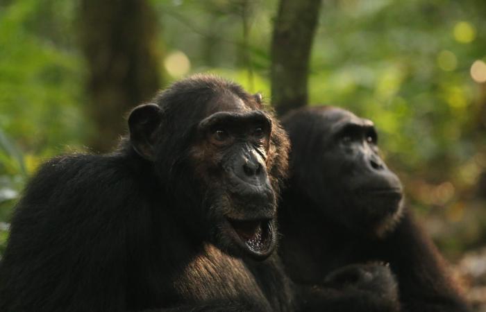 سلوكيات عدوانية وقتلى.. خبراء يرصدون "حربًا أهلية" بين قردة الشمبانزي في أوغندا