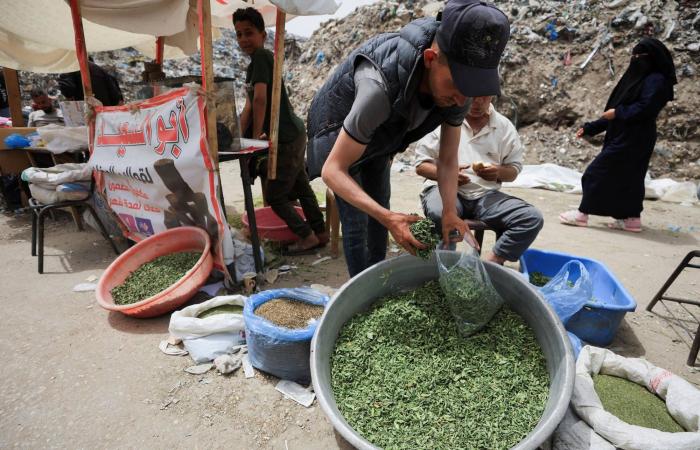 في
      مواجهة
      شحّ
      التبغ
      في
      القطاع...
      الغزيون
      يدخنون
      الملوخية