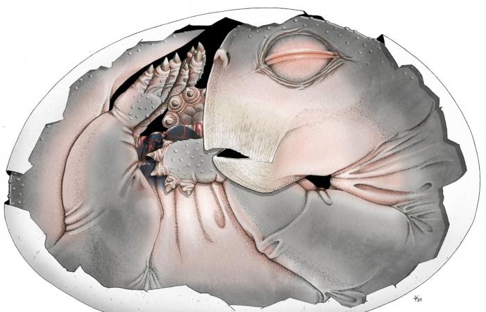أسلاف الثدييات وضعت البيض.. وأحفورة قديمة تثبت ذلك