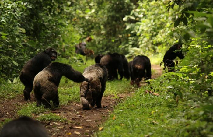 سلوكيات عدوانية وقتلى.. خبراء يرصدون "حربًا أهلية" بين قردة الشمبانزي في أوغندا