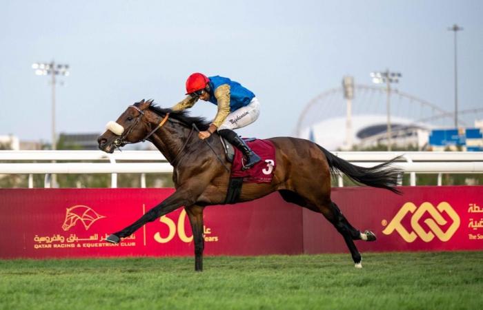 الفرس شديا تفوز بسيف قطر الذهبي من الفئة الأولى للخيل العربية الأصيلة