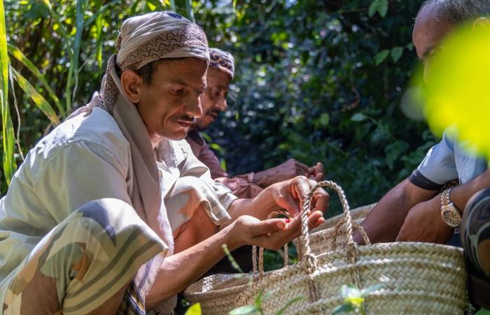 مشروع
      أممي
      يدعم
      آلافاً
      من
      مزارعي
      البن
      في
      تعز