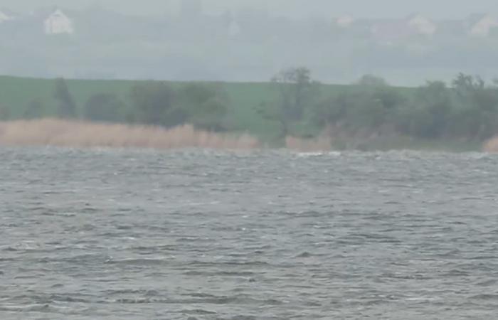 الحوت تيمي يسبح مجددًا بعد أن ظل عالقًا 3 أسابيع في ألمانيا.. لكن هل ضلّ طريقه؟