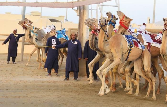 انطلاقة قوية للحيل والزمول في اليوم العاشر لمهرجان سيف سمو الأمير المفدى للهجن