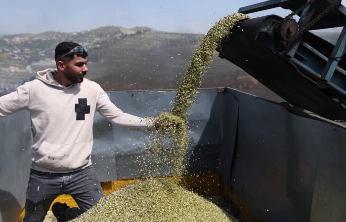 أزمة
      أسمدة
      عالمية...
      كيف
      تهدد
      الحرب
      حصاد
      الحبوب
      في
      العام
      المقبل؟