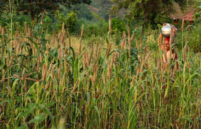 "طعام الفقراء".. ما سرّ حبوب الدخن في الوقاية من الأمراض؟