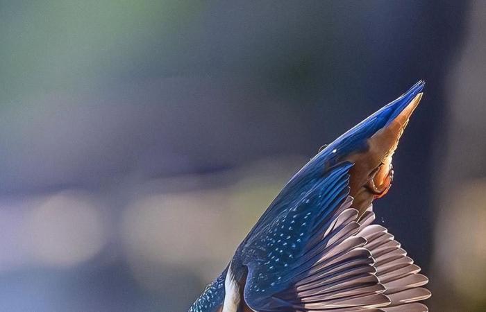 كرصاصة زرقاء تخترق الهواء.. مصور يرصد لحظة خاطفة لطائر الرفراف في التشيك