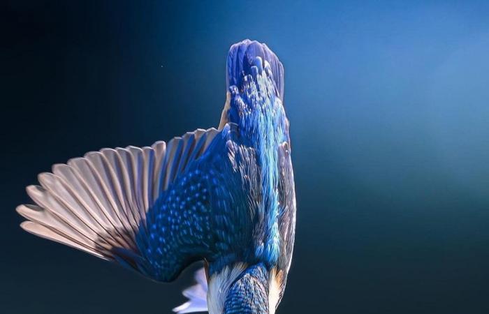 كرصاصة زرقاء تخترق الهواء.. مصور يرصد لحظة خاطفة لطائر الرفراف في التشيك