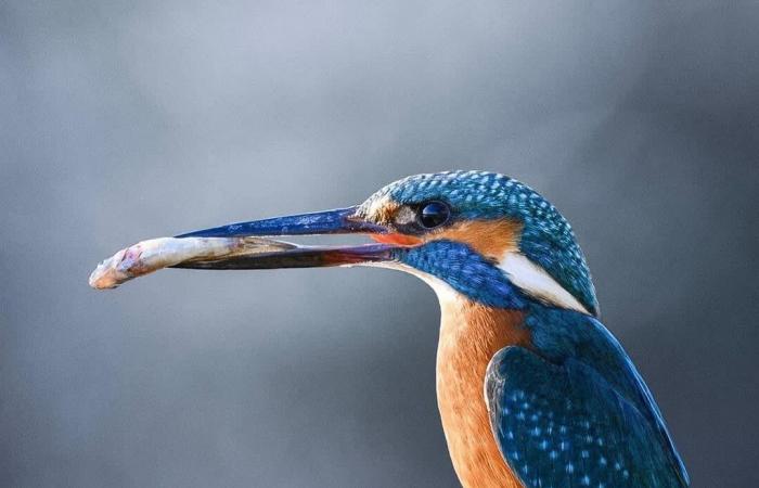 كرصاصة زرقاء تخترق الهواء.. مصور يرصد لحظة خاطفة لطائر الرفراف في التشيك