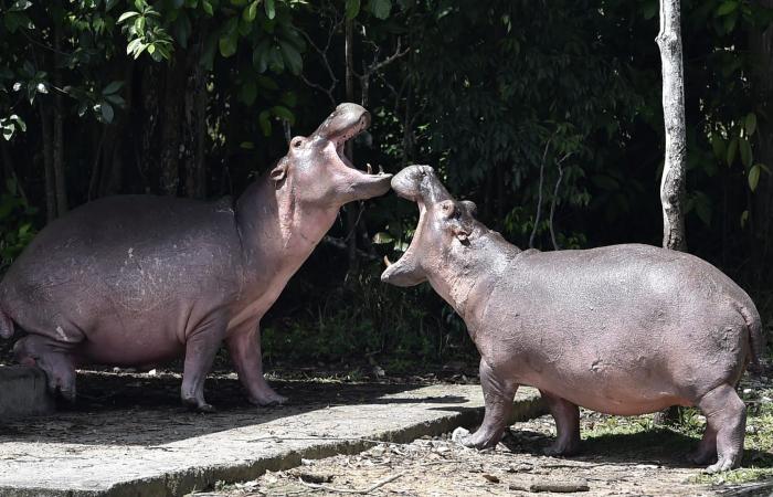 كولومبيا تعتزم إعدام "أفراس نهر بابلو إسكوبار".. وملياردير هندي يقدم عرضاً لإنقاذها