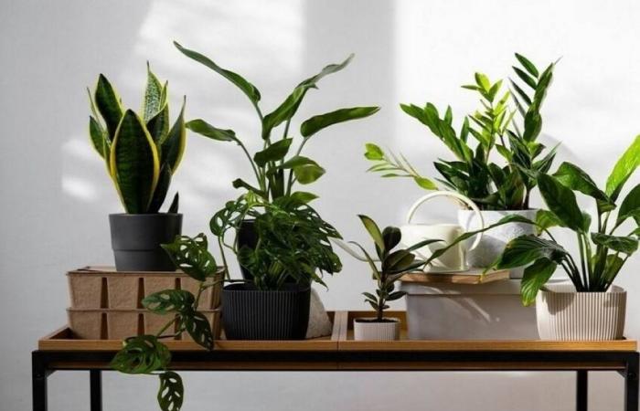 تحسين كفاءة الري