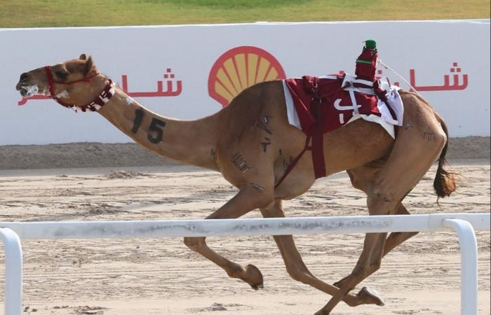 نثرية تحرز لقب السيف الفضي في مهرجان سمو الأمير المفدى للهجن