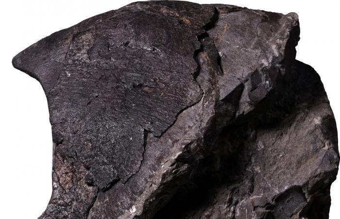 أدلة نادرة تكشف عن أخطبوطات عملاقة في عمق البحار من عصر الديناصورات