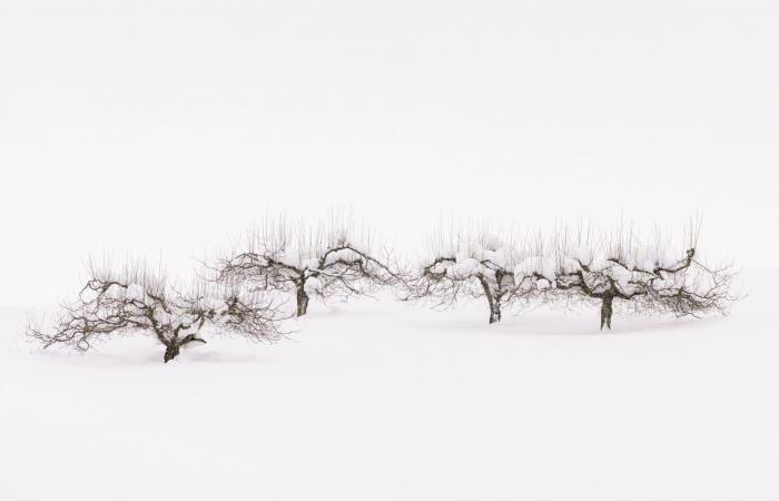 تغرق بعزلة تامّة.. مشاهد آسرة من جزيرة بيضاء في اليابان خالية من البشر