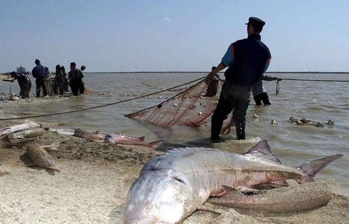 رافا
      موليس:
      «الشفقة»
      محاولة
      لالتقاط
      صوت
      الجليد
      ككائن
      حي