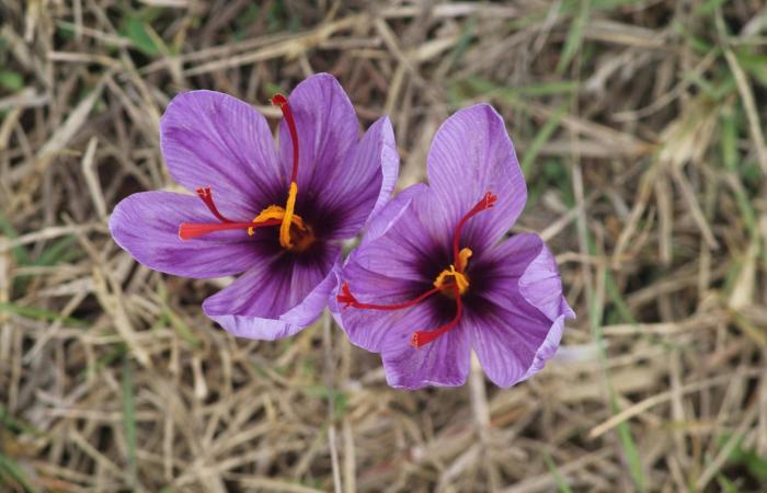 رافا
      موليس:
      «الشفقة»
      محاولة
      لالتقاط
      صوت
      الجليد
      ككائن
      حي