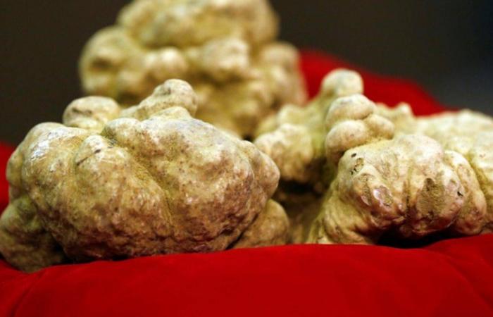 رافا
      موليس:
      «الشفقة»
      محاولة
      لالتقاط
      صوت
      الجليد
      ككائن
      حي