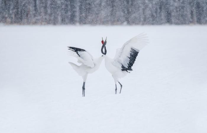 تغرق بعزلة تامّة.. مشاهد آسرة من جزيرة بيضاء في اليابان خالية من البشر