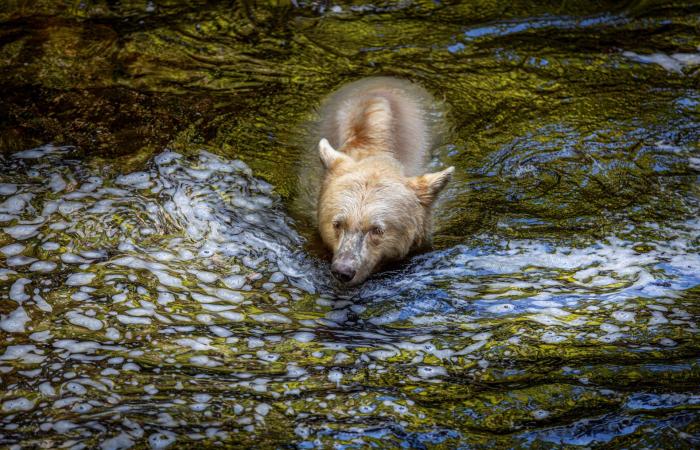 هذه ليست دببة قطبية.. مصور يرصد العالم الخفي لـ"دببة الروح" البيضاء