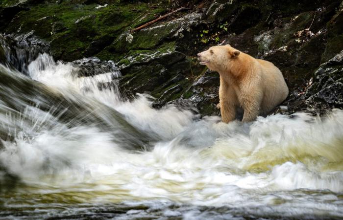 هذه ليست دببة قطبية.. مصور يرصد العالم الخفي لـ"دببة الروح" البيضاء