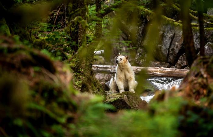 هذه ليست دببة قطبية.. مصور يرصد العالم الخفي لـ"دببة الروح" البيضاء