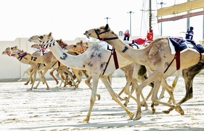 مهرجان سمو الأمير للهجن| المسند يحلق بسيف العز وشلفة العمانيات