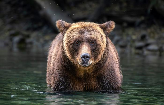 هذه ليست دببة قطبية.. مصور يرصد العالم الخفي لـ"دببة الروح" البيضاء