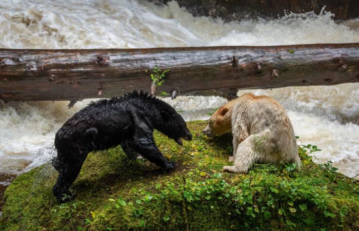 هذه ليست دببة قطبية.. مصور يرصد العالم الخفي لـ"دببة الروح" البيضاء
