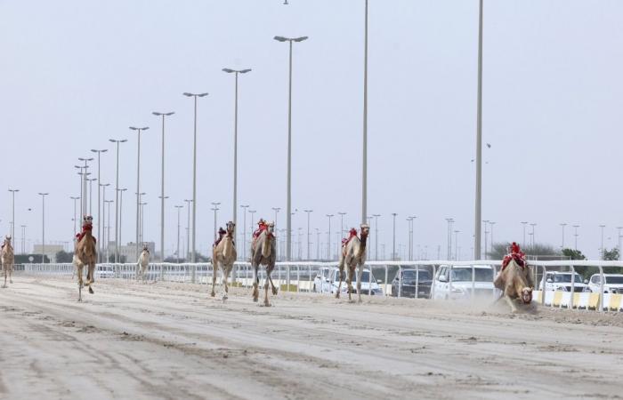 الهجن "دولة" تحرز لقب السيف الذهبي في ختام مهرجان سمو الأمير المفدى للهجن