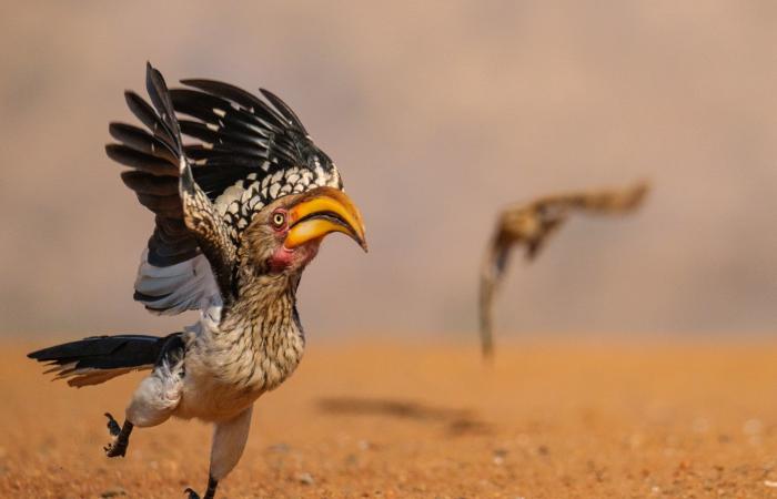 صورة لطائر في وجه رياح عاتية تفوز بجائزة اختيار الجمهور بمسابقة التصوير الكوميدي للحياة البرية