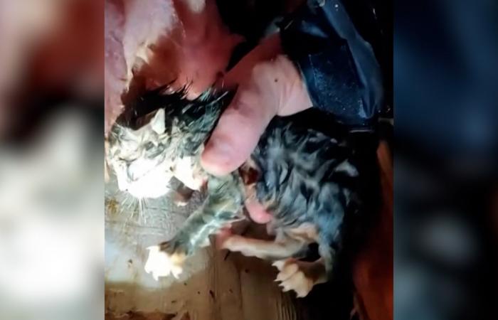 مطارد عواصف ينقذ قطة صغيرة علقت تحت أنقاض إعصار.. شاهد ما حدث