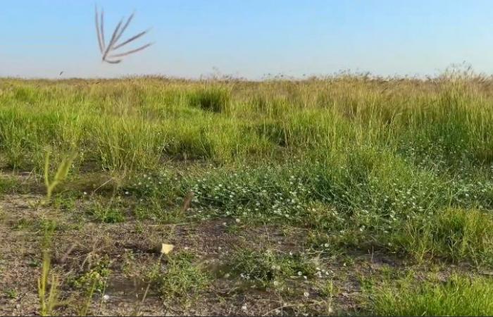 البيئة تنشر مشاهد ساحرة لإحدى روض الشمال بعد حمايتها وتسويرها