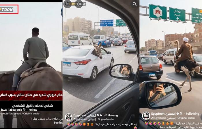 زحام مروري بسبب "فيل صلاح سالم" في مصر.. ما حقيقة فيديو الرائج؟