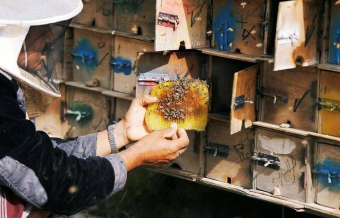 العسل
      اليمني
      يقاوم
      الحرب
      وتقلُّبات
      المناخ