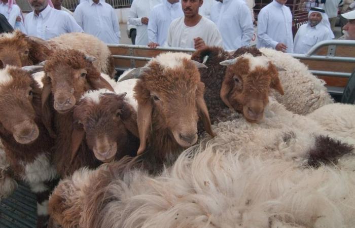 كيف تختار أضحيتك بشكل سليم ؟.. "البلدية" توضح