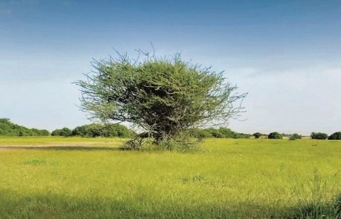 تحسن الغطاء النباتي لروضة أبا ارهاص