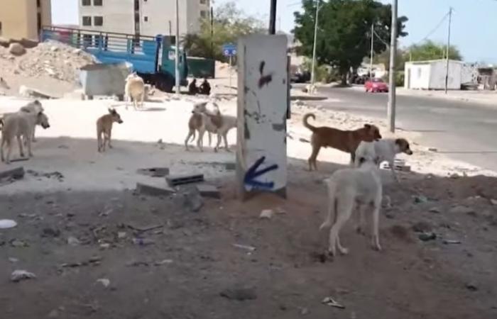 مصر:
      استبعاد
      تصدير
      «الكلاب
      الشاردة»...
      وخطة
      حكومية
      لمواجهة
      انتشارها