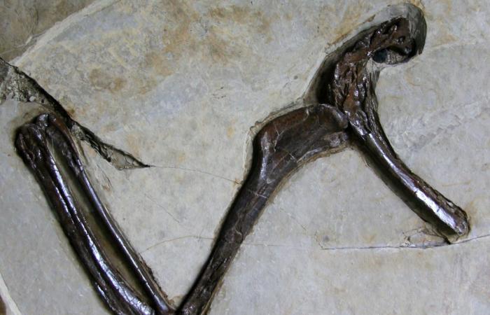 قبل 120 مليون عام.. مخلوق عجيب كان ينزلق في الهواء ليصطاد الطيور